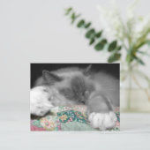 Carte Postale Ragdoll dormant (Debout devant)