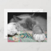 Carte Postale Ragdoll dormant (Devant / Derrière)