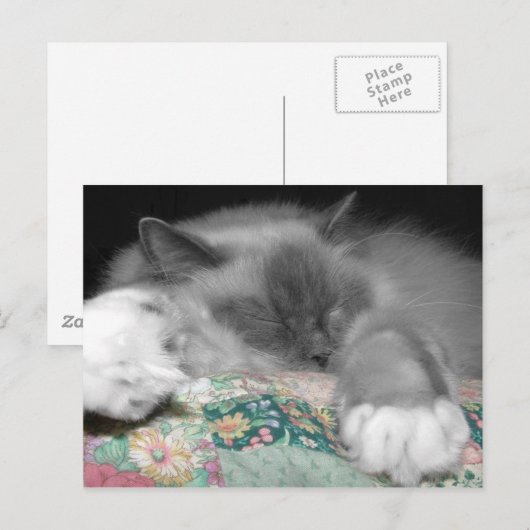 Carte Postale Ragdoll dormant (Devant / Derrière)