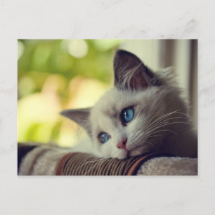 Carte Postale Ragdoll Kitten