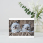 Carte Postale Ragdoll Kittens (Debout devant)