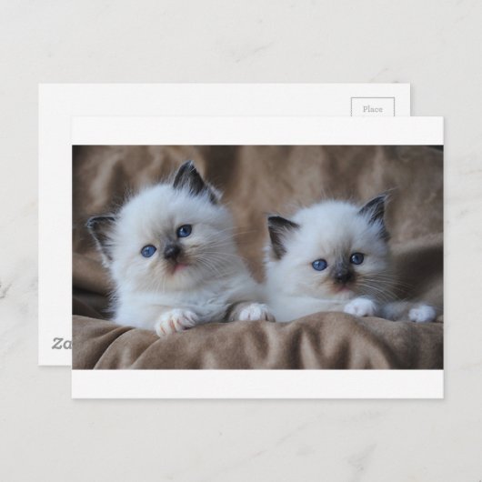 Carte Postale Ragdoll Kittens (Devant / Derrière)