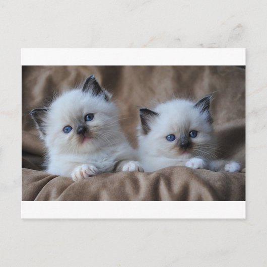 Carte Postale Ragdoll Kittens (Devant)