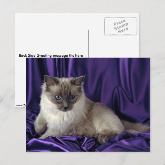 Carte Postale Ragdoll, point bleu (Devant / Derrière)