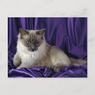 Carte Postale Ragdoll, point bleu