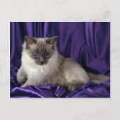 Carte Postale Ragdoll, point bleu (Devant)