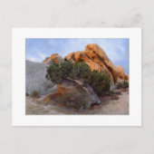 Carte Postale "Raid Back Juniper" (Devant)