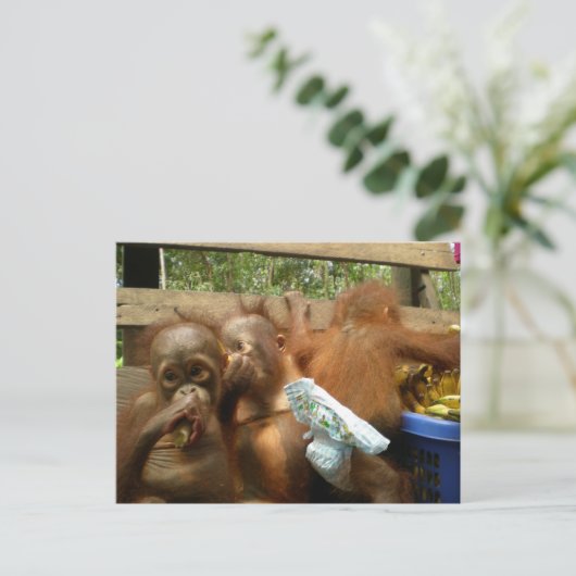 Carte Postale Raid Wild Panty (Debout devant)