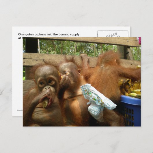 Carte Postale Raid Wild Panty (Devant / Derrière)