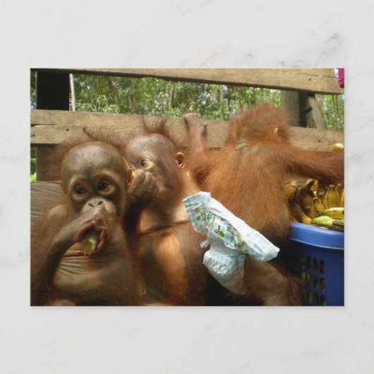 Carte Postale Raid Wild Panty (Devant)