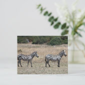 Carte Postale raies de zèbre (Debout devant)