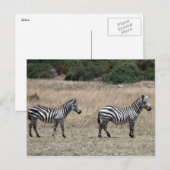 Carte Postale raies de zèbre (Devant / Derrière)