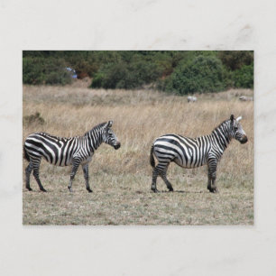 Carte Postale raies de zèbre