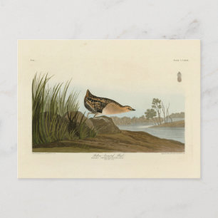 Carte Postale Rail à poitrine jaune - Audubon's Birds of America