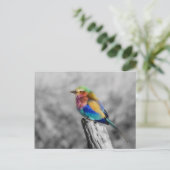Carte Postale Rainbow bird (Debout devant)