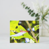 Carte Postale Rainbow Grasshopper (Debout devant)