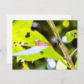 Carte Postale Rainbow Grasshopper (Devant / Derrière)