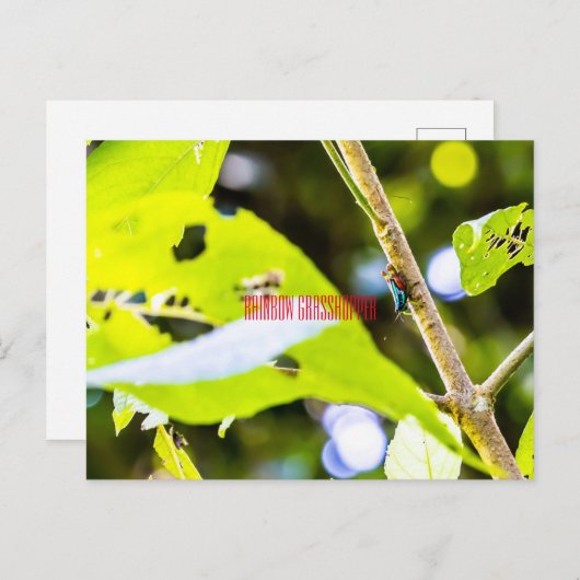 Carte Postale Rainbow Grasshopper (Devant / Derrière)