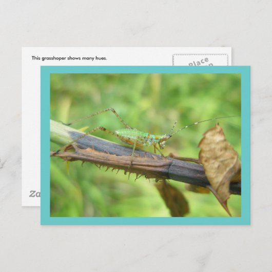 Carte postale Rainbow Grasshopper (Devant / Derrière)