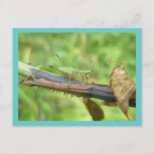 Carte postale Rainbow Grasshopper