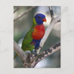 Carte postale Rainbow Lorikee