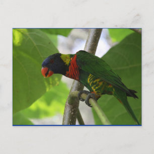 Carte postale Rainbow Lorikee australienne