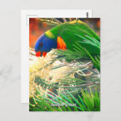 Carte postale Rainbow Lorikee Photo (Devant / Derrière)