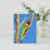 Carte Postale Rainbow Lorikeet (Debout devant)