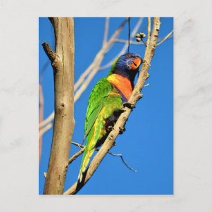 Carte Postale Rainbow Lorikeet