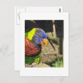 Carte Postale Rainbow Lorikeet (Devant / Derrière)
