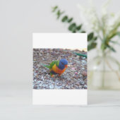 Carte Postale Rainbow Lorikeet (Debout devant)