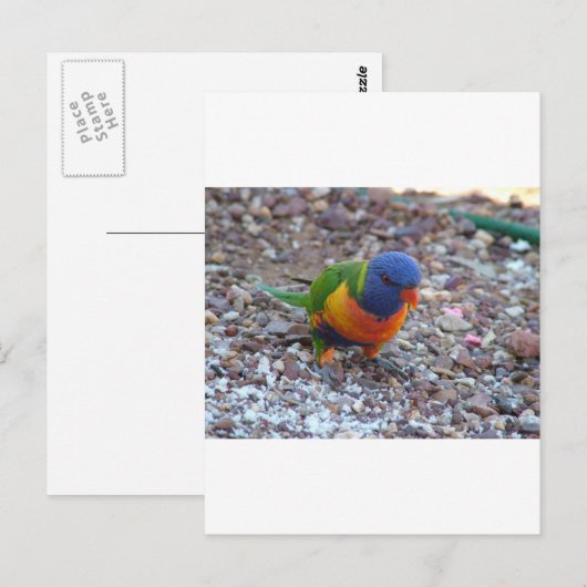 Carte Postale Rainbow Lorikeet (Devant / Derrière)