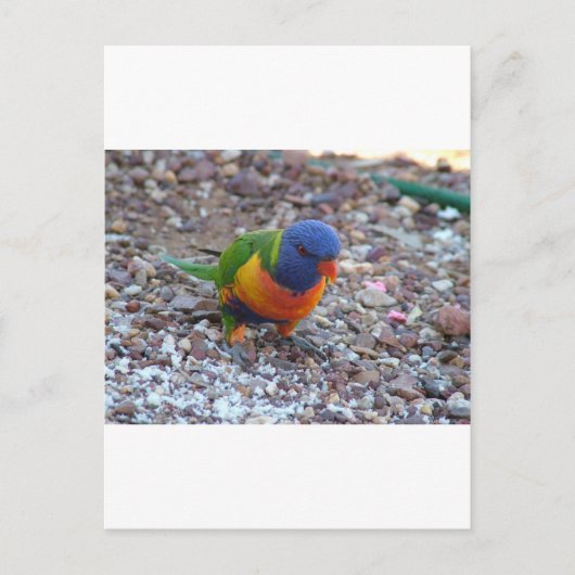 Carte Postale Rainbow Lorikeet (Devant)