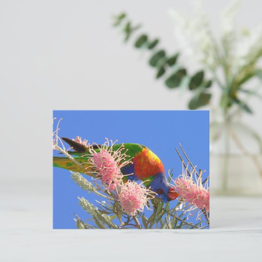 Carte Postale Rainbow Lorikeet (Debout devant)
