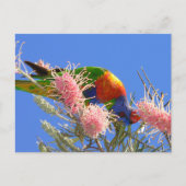 Carte Postale Rainbow Lorikeet (Devant)