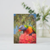 Carte Postale Rainbow Lorikeet, Australie (Debout devant)