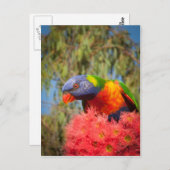 Carte Postale Rainbow Lorikeet, Australie (Devant / Derrière)