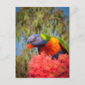 Carte Postale Rainbow Lorikeet, Australie (Devant)