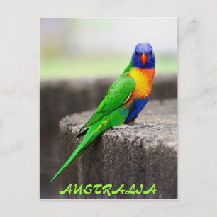 Carte Postale Rainbow Lorikeet, AUSTRALIE
