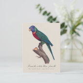 Carte Postale Rainbow lorikeet female, Trichoglossus moluccanus (Debout devant)