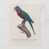 Carte Postale Rainbow lorikeet female, Trichoglossus moluccanus (Devant)