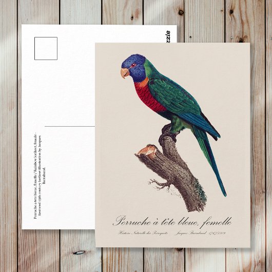 Carte Postale Rainbow lorikeet female, Trichoglossus moluccanus