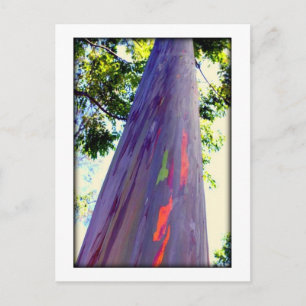 Carte Postale Rainbow Tree