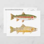 Carte postale Rainbow & Westslope Cutthroat Trout. (Devant / Derrière)