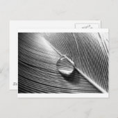 Carte Postale Raindrop sur la feuille (Devant / Derrière)