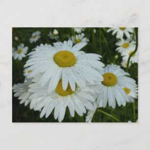 Carte Postale Raindrops sur Daisies Floral Fleur sauvage