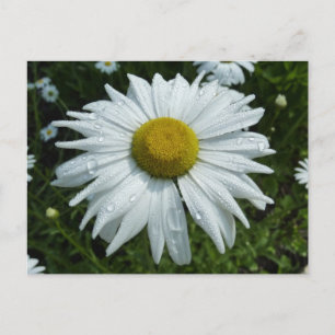 Carte Postale Raindrops sur Daisy II Floral Fleur sauvage