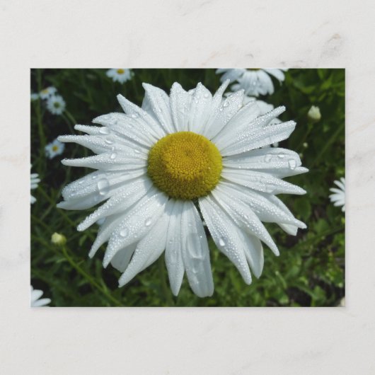 Carte Postale Raindrops sur Daisy II Floral Fleur sauvage (Devant)