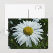 Carte Postale Raindrops sur Daisy II Floral Fleur sauvage (Devant / Derrière)