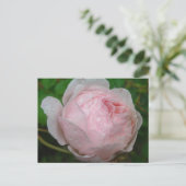 Carte Postale Raindrops sur Mon Rose (Debout devant)